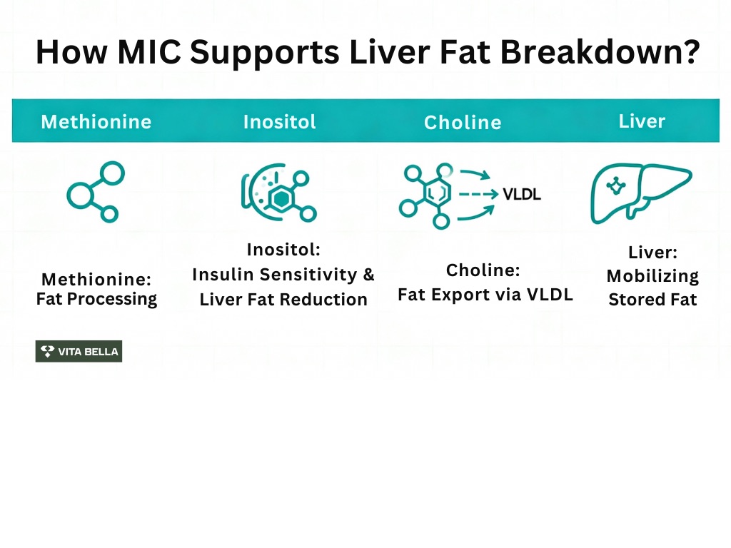 MIC “Skinny Shot” / “Belly Buster”: Why This Combo Helps With Fat Breakdown