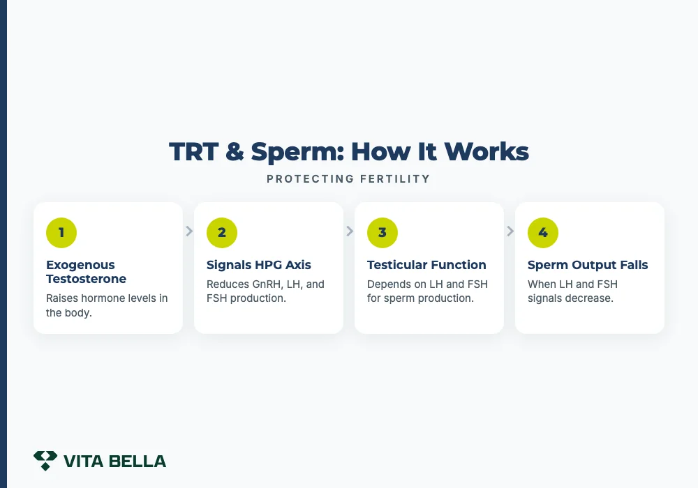TRT & Sperm: How It Works