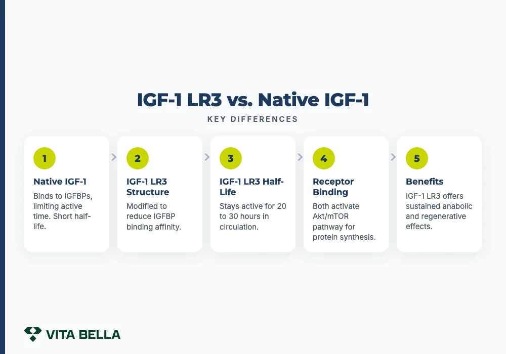 IGF-1 LR3 vs. Native IGF-1