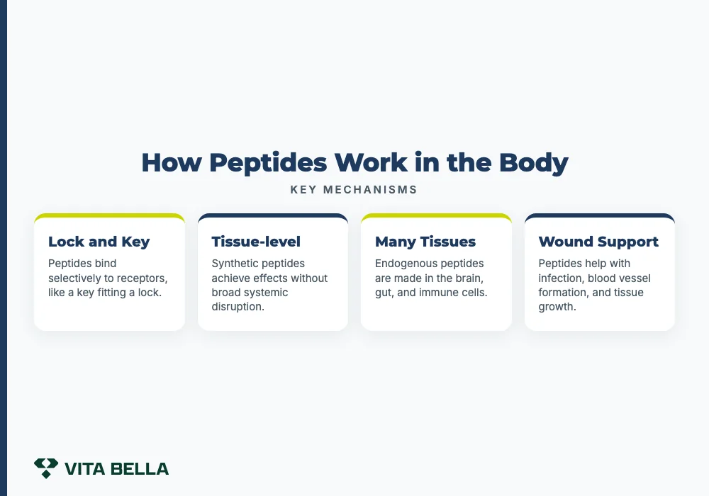 How Peptides Work in the Body