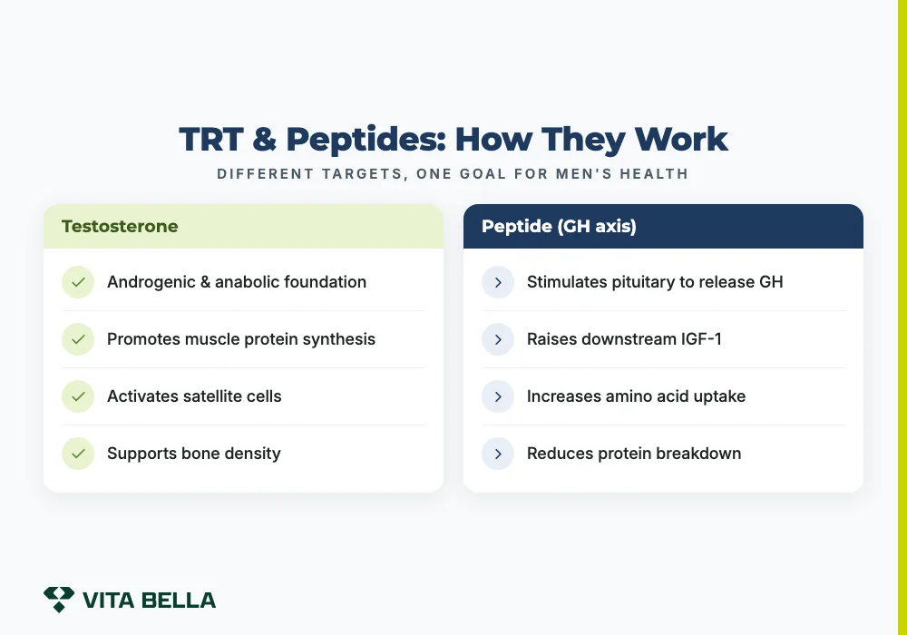 TRT & Peptides: How They Work