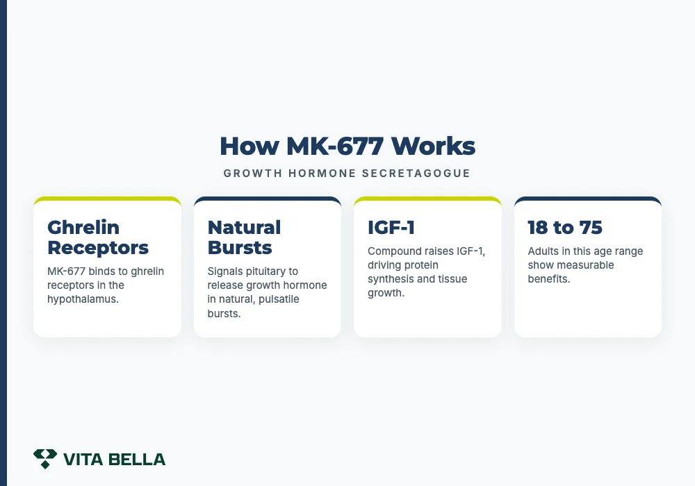 How MK-677 Works
