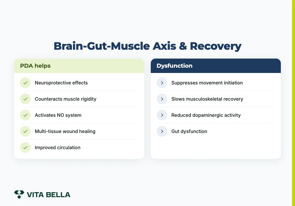 Brain-Gut-Muscle Axis & Recovery