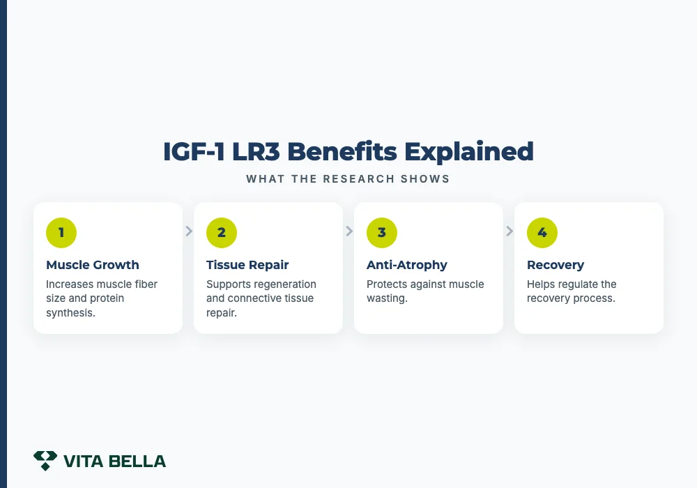 IGF-1 LR3 Benefits Explained