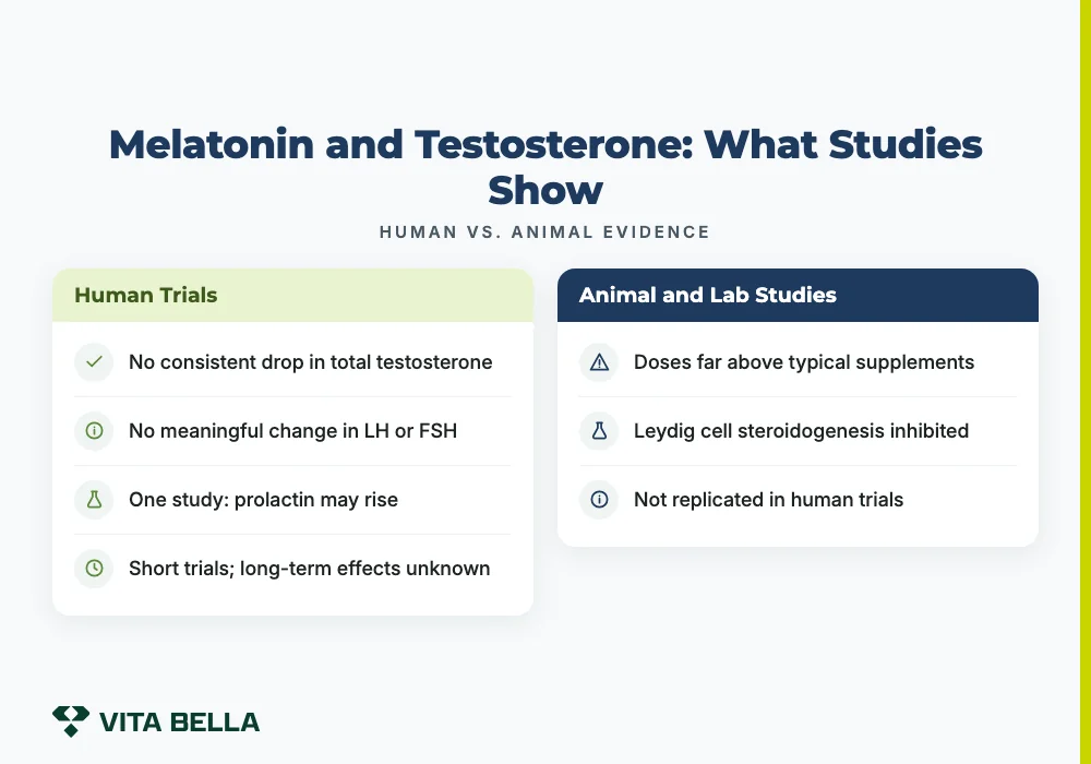 does melatonin lower testosterone